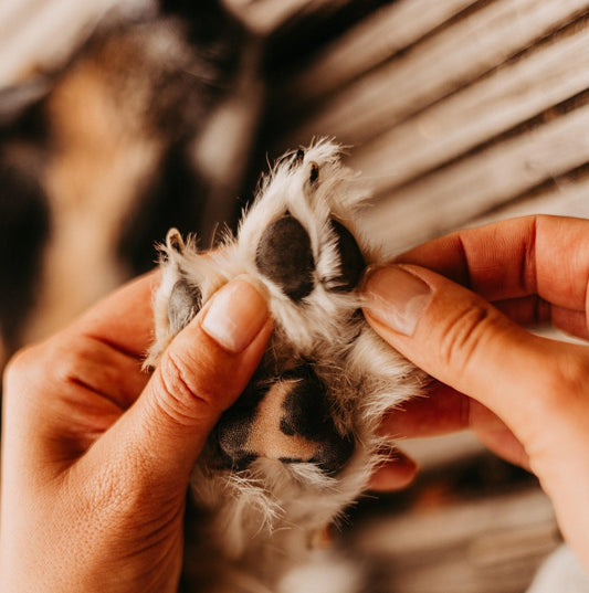 Why Your Dog’s Nails Might Be Hurting Them—And What You Can Do