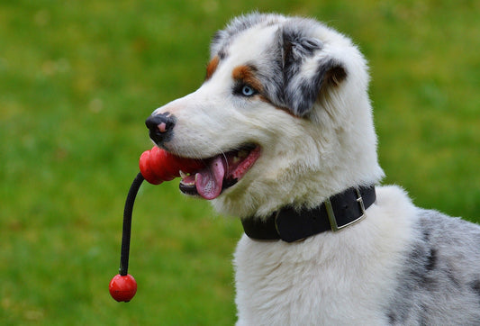 Unleash the Joy: 10 Reasons to Play with Your Dog!