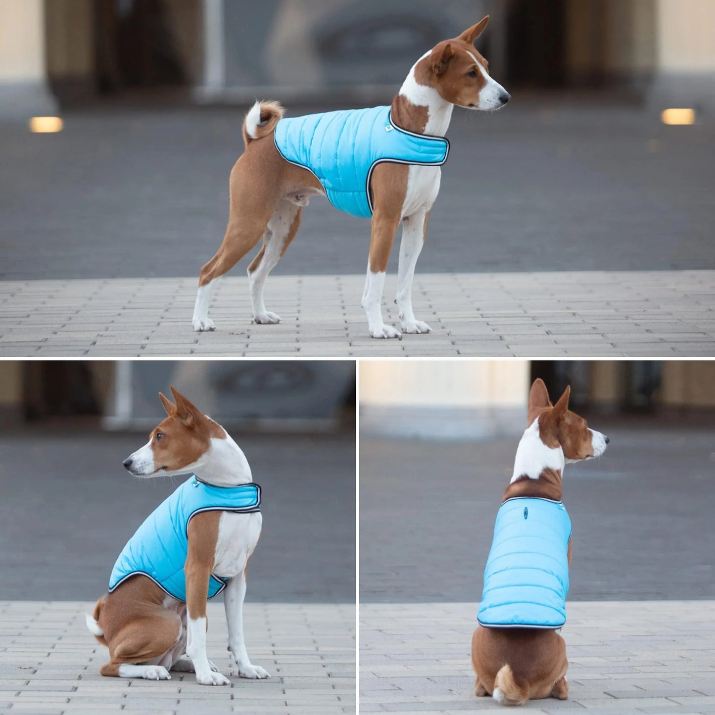 AiryVest Waterproof Winter Dog Coat – Warm n' Dry