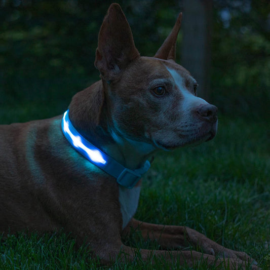 GlowGuard LED Collar — USB Rechargeable Waterproof Light-Up Dog Collar with 1,000 ft Visibility