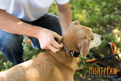 Martingale Collar - Training Dog Collar (for Gentle Correction)
