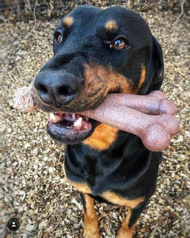BamBone – Durable Bacon Chew Toy