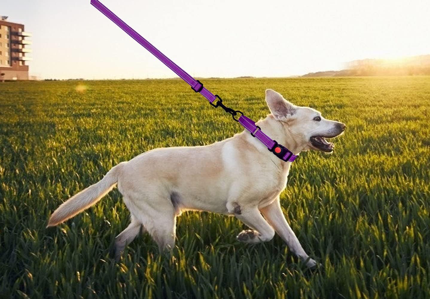 Martingale Collar & Leash Set