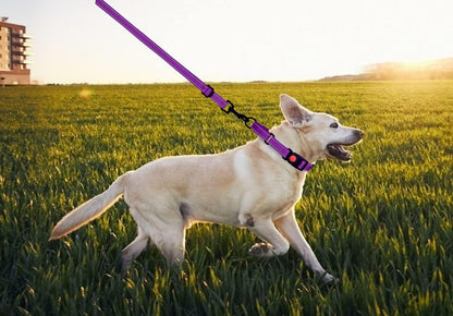 Martingale Collar & Leash Set
